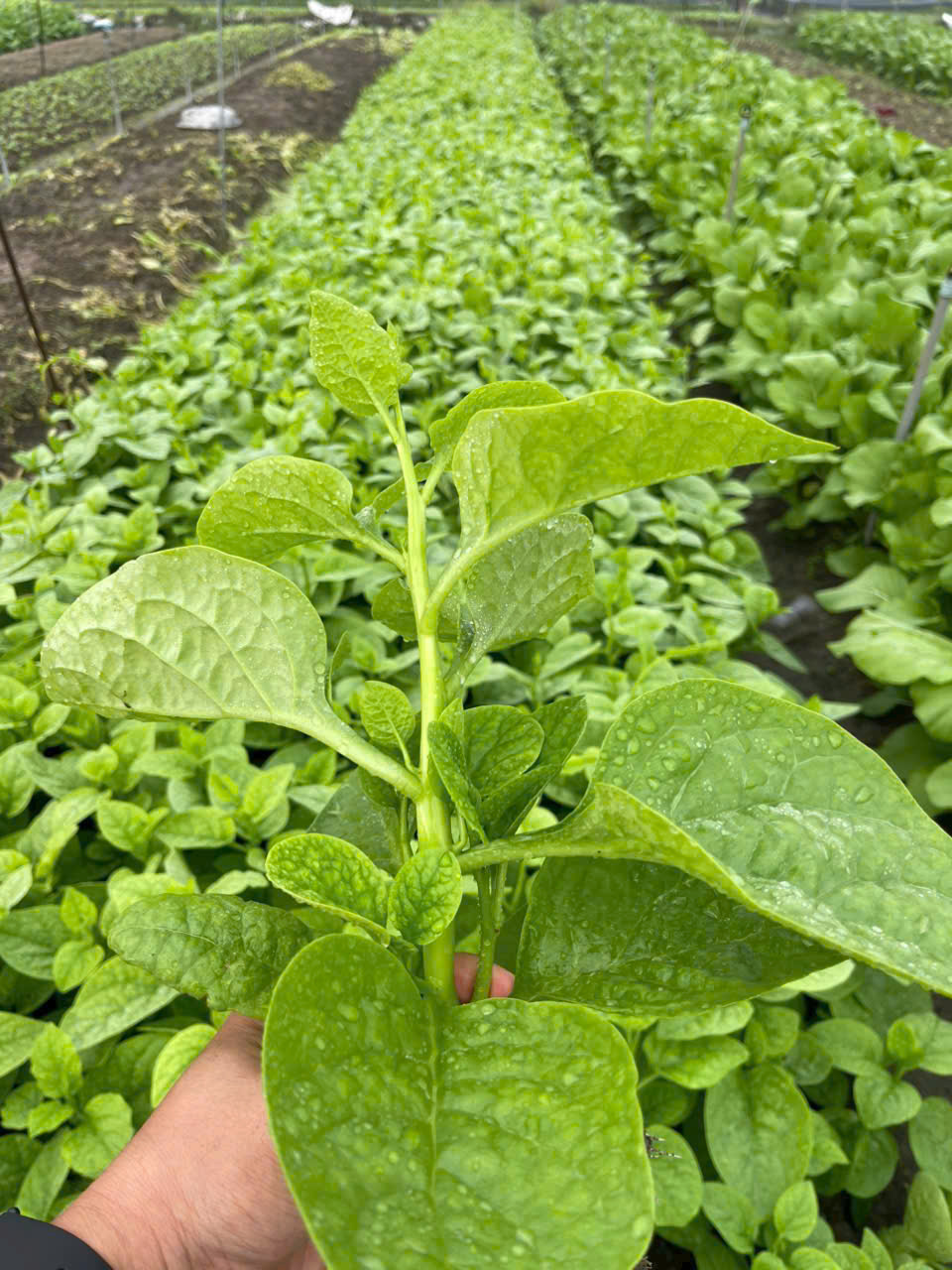 CÔNG TY TNHH THỰC PHẨM HAPPY FARM